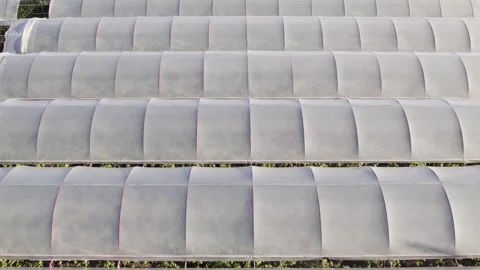Vineyard greenhouse white covers pattern aerial shot  Stock Footage 254362418