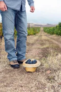 Vineyard Ground Hat Grapes Full Row Stock Photos