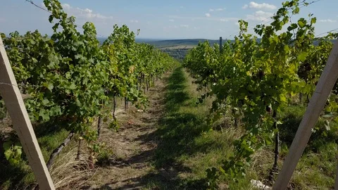 Vineyard - growing grapes Video stock 107578394