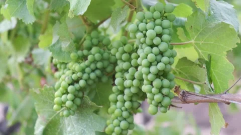 Vineyard growing grapes for wine making Stock Footage 146629089