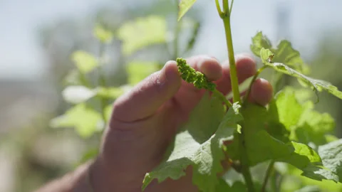 Vineyard hand checking grape bloom Видео 346174157