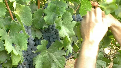 Vineyard hand picking 2 Stockbeeldmateriaal 509368