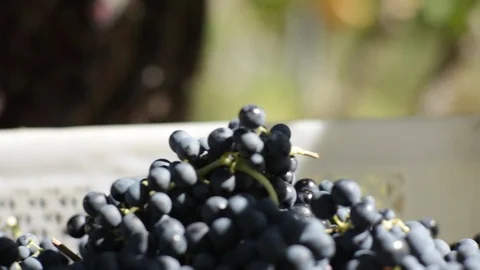 Vineyard Harvest Close-Up Stock Footage 104937140