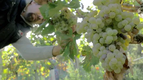 Vineyard harvest farmer picking grapes during autumn season Stock Footage 332425631