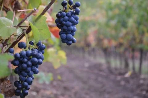 Vineyard before the harvest Stock Photos