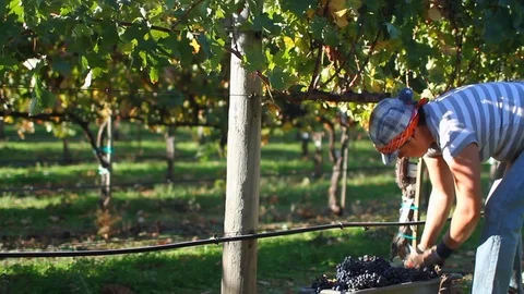 Vineyard Harvest Worker Picks Red Wine Grapes Stock Footage 113319609