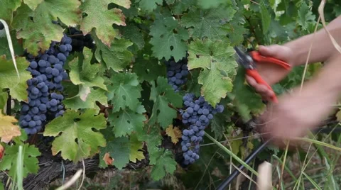 Vineyard harvesters Stock Footage 43481367