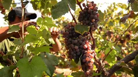 Vineyard harvesting grapes Stock Footage 39791229