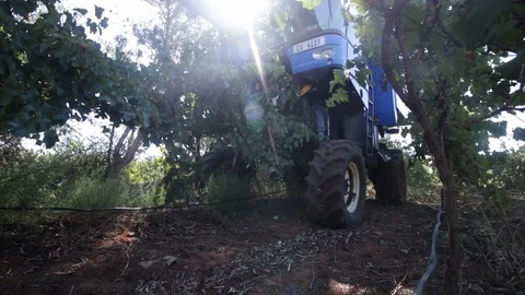 Vineyard harvesting machine Video stock 119300079