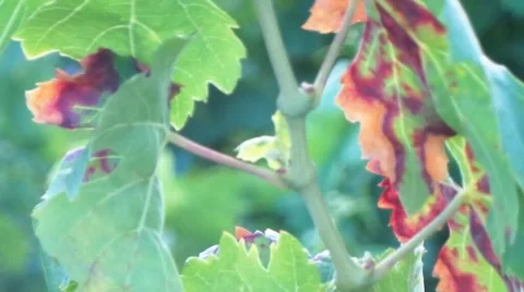 Vineyard has the autumn Stock Footage 50876646