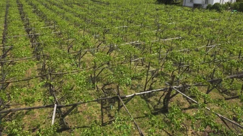 Vineyard, High angle Video stock 76023598
