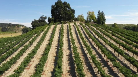 Vineyard on hill arial backward 4k Stock Footage 94429194
