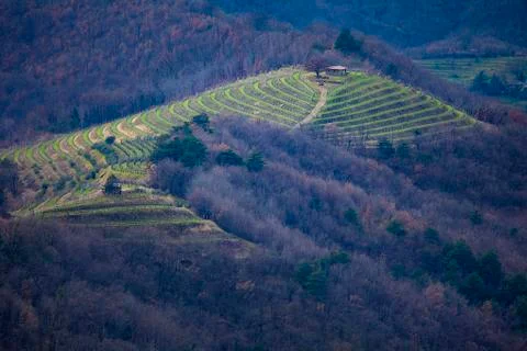 Vineyard hill in Brda Stock Photos