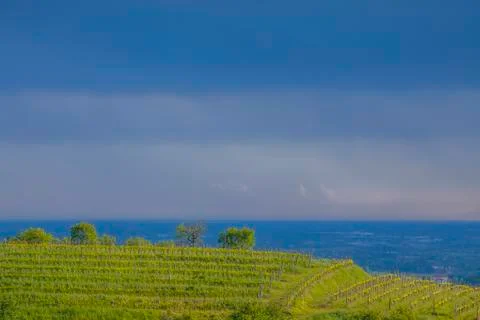 Vineyard on Hill in Brda Stock Photos