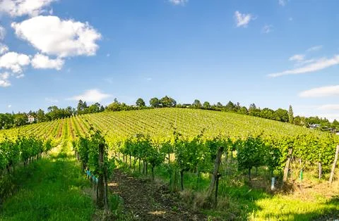 Vineyard hill in eastern Vienna Austria Stock Photos