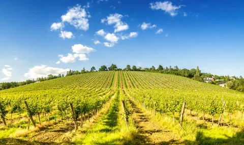 Vineyard hill in eastern Vienna Austria Stock Photos
