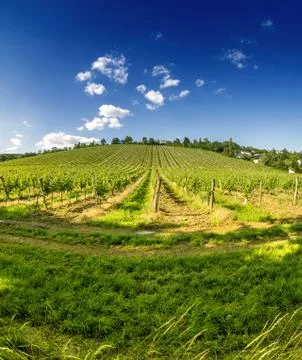 Vineyard hill in eastern Vienna Austria Stock Photos