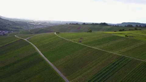 Vineyard hill fly from above by drone. Sunset aerial shot from green countryside Stock Footage 76752555