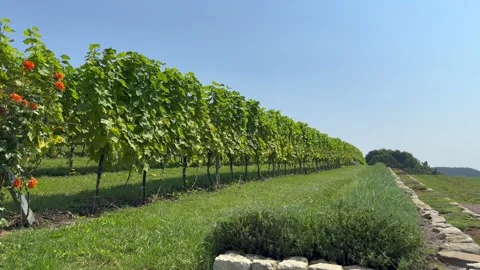 Vineyard on the hill Stock Footage 247407724