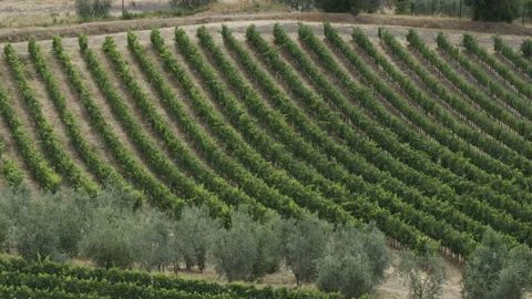 Vineyard on the Hill. Grapevines Moving in the Wind Stock Footage 98629513