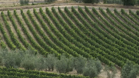 Vineyard on the Hill. Grapevines Moving in the Wind Stock Footage 98631431