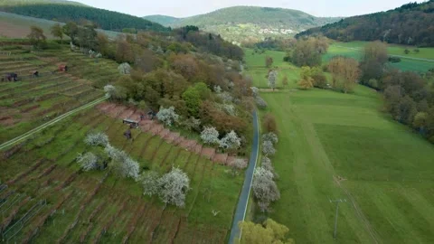 Vineyard on a hill next to the treadmill and forest Stock Footage 154369096