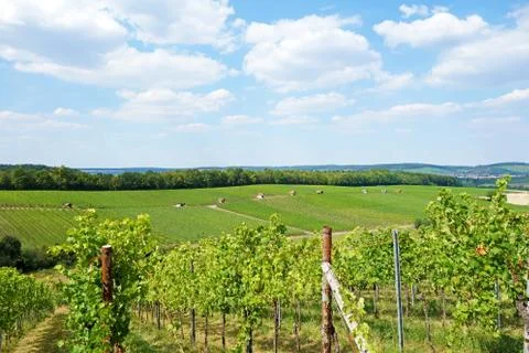 Vineyard hill Stock Photos