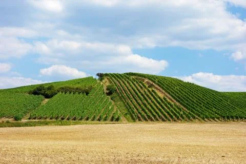 Vineyard hill Stock Photos