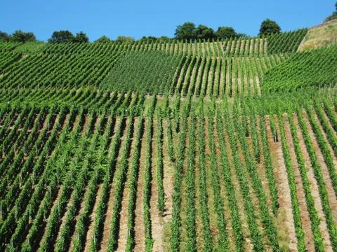 Vineyard on hill Foto stock