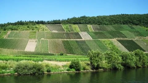 Vineyard on hill Foto stock