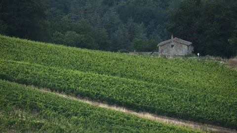 Vineyard on the Hill. Single Old Building Stock Footage 98630799
