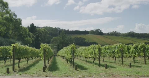 Vineyard with Hills In Background Stock Footage 316694800