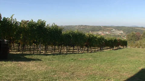 Vineyard on the hillside Stock Footage 35626494