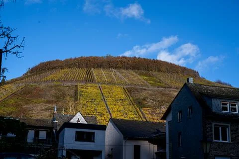 A vineyard on a hillside in the Mosel valley. Beautiful yellow vine leaves and Stock Photos