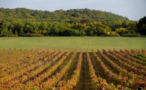 Vineyard on the hillside Stockfoto's