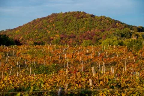 Vineyard on the hillside Stockfoto's