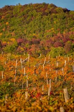 Vineyard on the hillside Фото