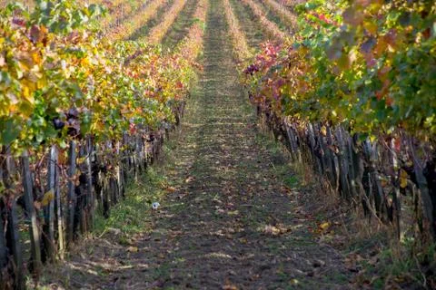 Vineyard on the hillside 库存照片