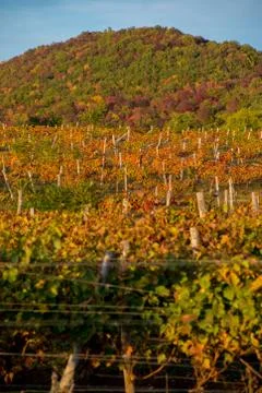 Vineyard on the hillside Stock Photos