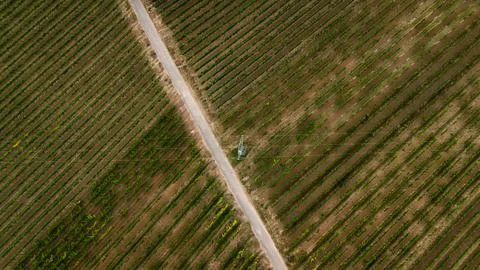 Vineyard Hillside Stock Photos