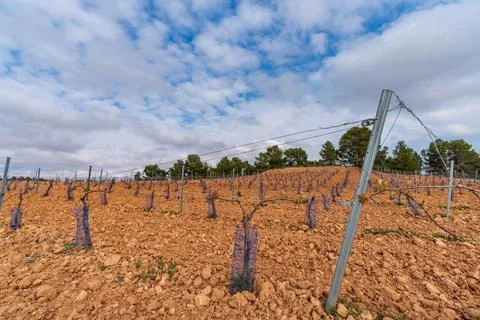 Vineyard in the hillside under cloudy sky Stock-Fotos