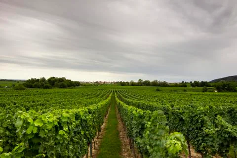 Vineyard horizontal landscape Stock Photos