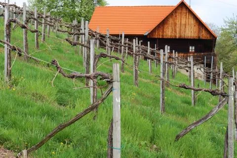 Vineyard House Stock Photos