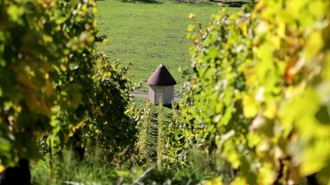Vineyard hut Video stock 81227174