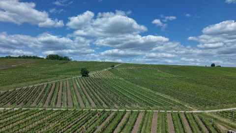 Vineyard. Hyperlapse. Stock Footage 310190102