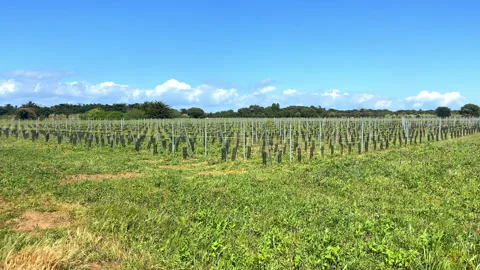 Vineyard of the Ile de Ré island in Sainte-Marie-de-Ré, France on a sunny day Stock Footage 246355993