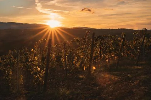 Vineyard illuminated by the rays of the setting sun Stock Photos
