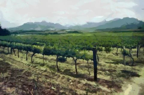 Vineyard Stock Illustration