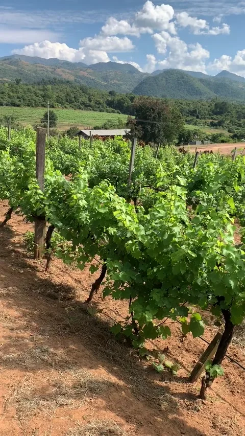 Vineyard in Inle Lake Vidéo 343754911