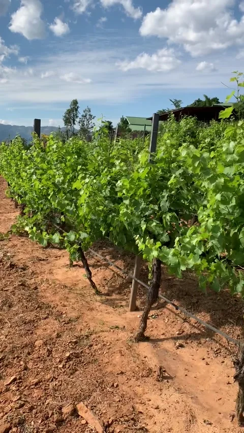 Vineyard in Inle Lake Vídeo Stock 343754938